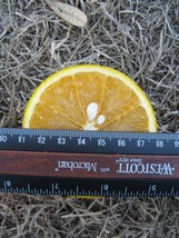 One EARLY GOLD Orange Tree,  1-2 feet tall, grafted, Can not ship to Az, Ca, Fl - £68.12 GBP