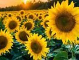 Black Oil Sunflower - Non Gmo - Grow Your Own Sunflowers 10 Seeds - $10.98