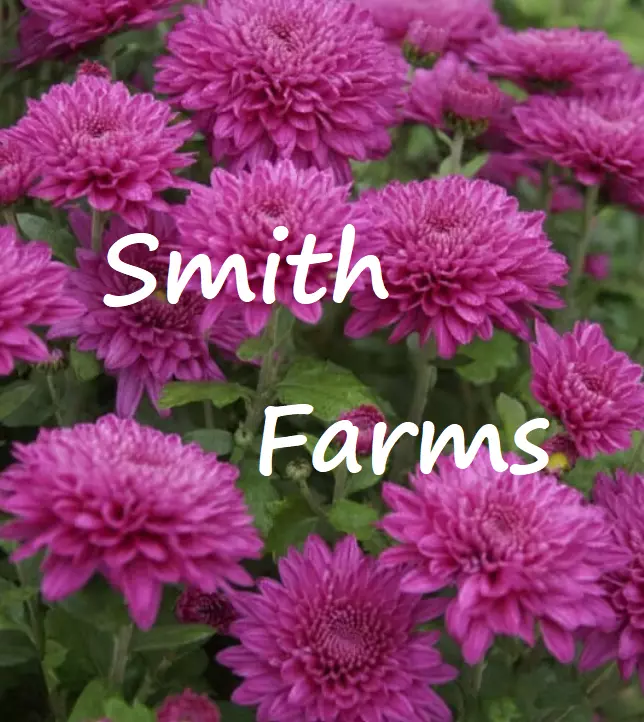 200+ Seeds Dark Pink Chrysanthemum Flowers Mums FREE SHIPPING - $7.80