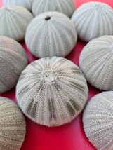 Natural Green Sea Urchin Shells Decorative Wedding SeaShells - $2.50