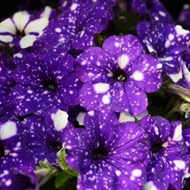 20 Purple Petunia Starry Flower Seeds For Spring Summer Blue Yellow White Color  - $9.97