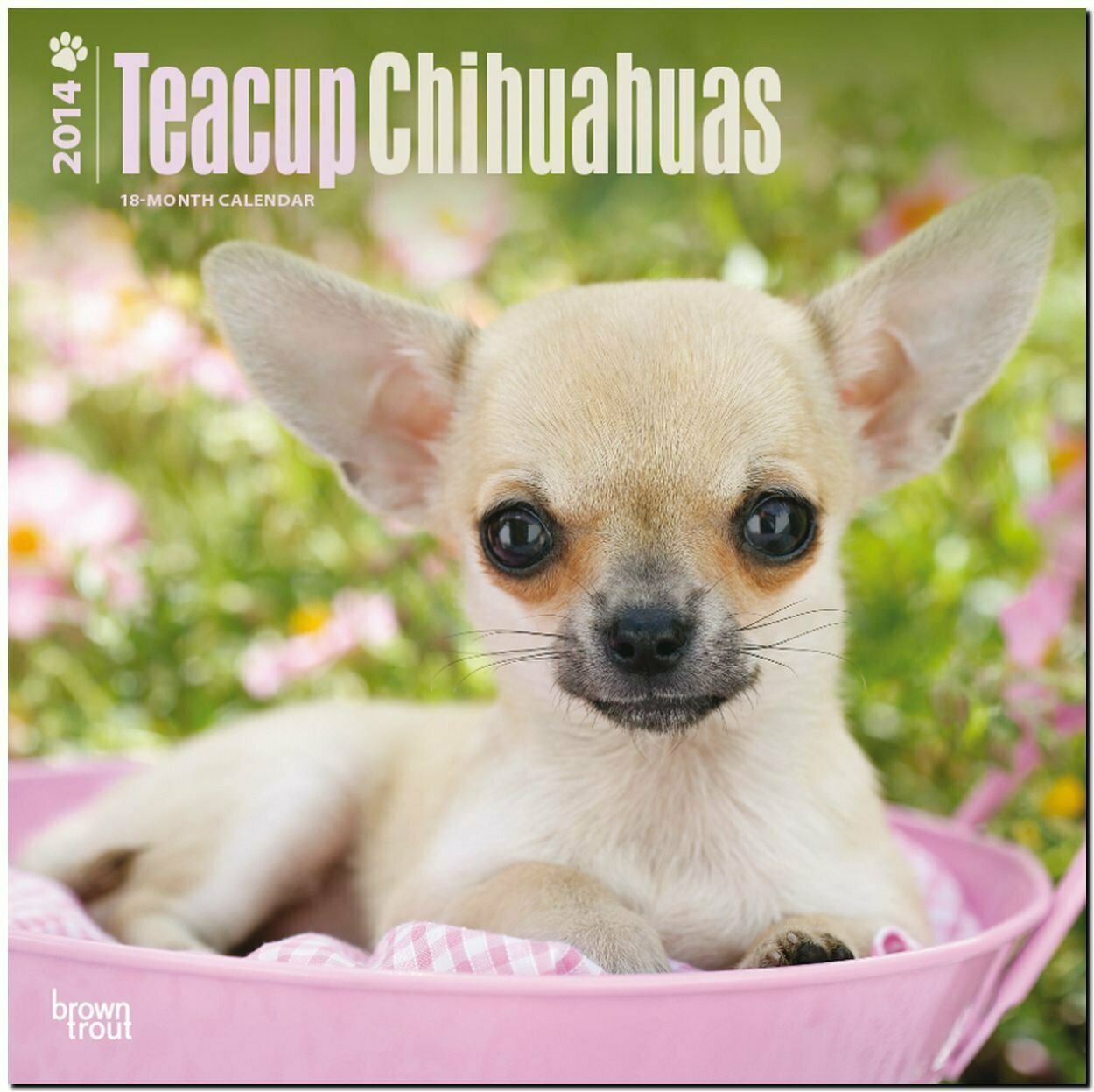 Primary image for Teacup Chihuahuas 2014 18-Month Calendar (Multilingual Edition)