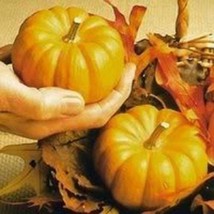 Sale 20 Seeds Jack Be Little Pumpkin Miniature Vegetable Cucurbita Pepo USA - £7.93 GBP