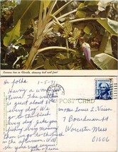 Florida Sarasota Jungle Gardens Banana Tree Posted 1971 to Worcester MA Postcard - £7.38 GBP