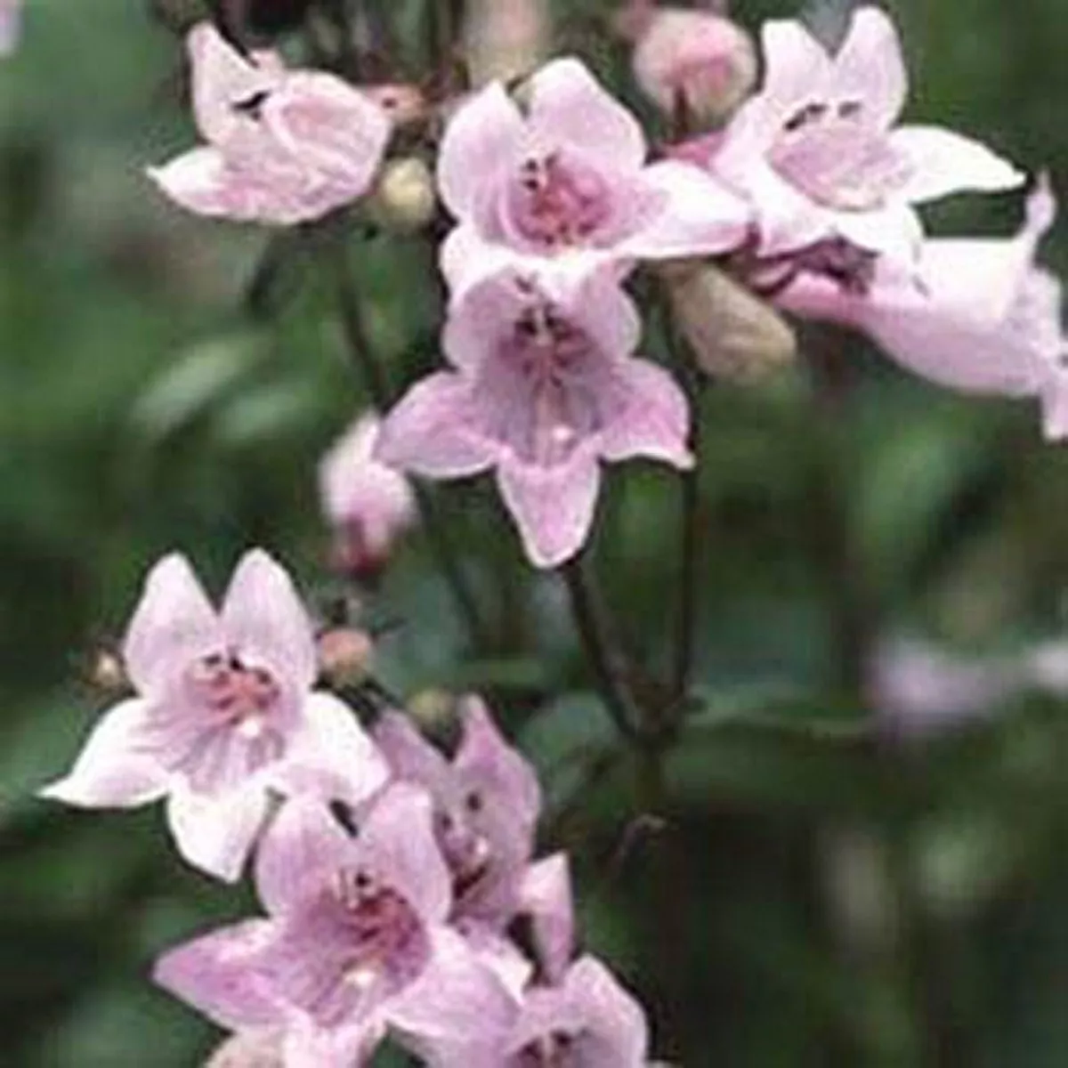 Fresh New Penstemon Pink 50 Seeds - $10.40