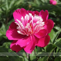 Chinese Red Peony Flower Seeds, 1 Professional Pack, 5 Seeds / Pack, &#39;SUN&#39; Fragr - £2.77 GBP