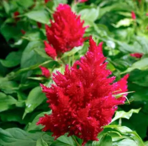 Celosia Argentea Var. Plumosa Nana Glitters Scarlet 20 Seeds Fresh Garden - £13.83 GBP