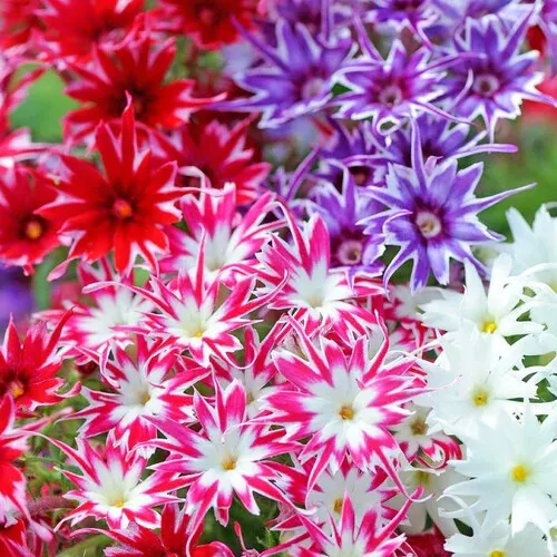 Twinkle Mix Phlox  50 Seeds - $9.00