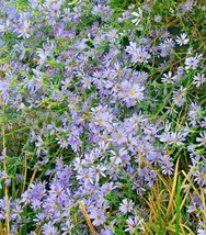 LWSTORE 100 Sky Blue Aster Seeds Perennial Native Wildflower Summer Fall Flower  - £8.04 GBP