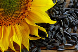 100 Black Oil Sunflower Helianthus Annuus Yellow Hummingbird Bird Flower... - £8.41 GBP