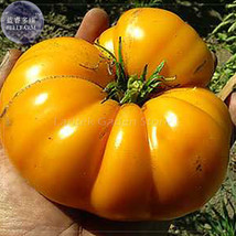 Brandywine Yellow Big Zac Tomato Seeds 100 Seeds Pack Imported Vegetables Edible - $5.46