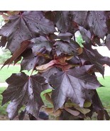 FAST GROWING TREE | Crimson King Norway Maple Seeds | Acer platanoides  ... - $4.25+