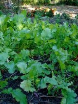 Seven Top Turnip Seed, 1/2 Pound, Best For Greens, Heirloom, USA - $25.98