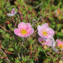 Potentilla fruticosa  princess  2 thumb200