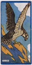 Cowan Co Toronto Card Bird Falcon - £7.78 GBP
