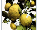 Lemons and Lemon Blossom Flowers UNP Unused DB Postcard M17 - $2.92