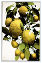 Lemons and Lemon Blossom Flowers UNP Unused DB Postcard M17 - $2.92