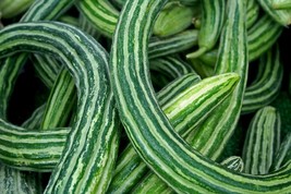 Armenian Yard Long Cucumber Seeds, Metki Dark Green, NON-GMO, Snake Melon - £1.33 GBP+