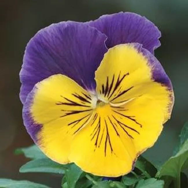 G_S Pansy Seeds Pansy Matrix Morpheus 25 Seeds Extra Large Flowers - $14.74