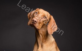 New Vizsla Dog Design Checkbook Cover - £7.95 GBP