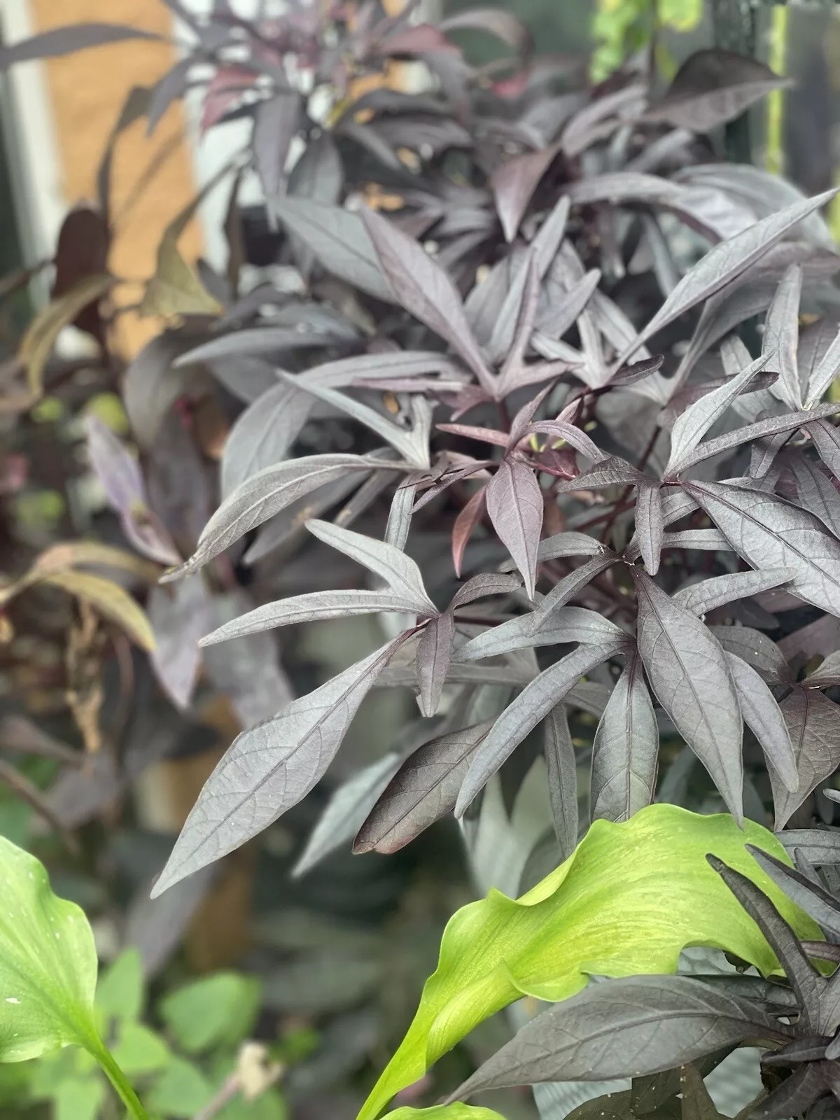 Small Sweet Potato Vine Blackie, Ipomoea batatas live plant vine Dark Fo... - $20.00