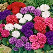30 Aster Milady Cut Flower Assortment Seed Mix Flower Annual - $17.96