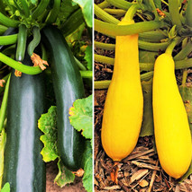 Seeds Fresh Black And Yellow Summer Squash Mix Combo Pack Zucchini Straightneck - $12.00