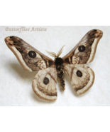 Ligurian Silkworm Emperor Saturnia Pyretorum Moth Framed Entomology Shadowbox - $133.95 CAD