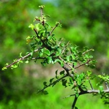 5 Commiphora Berryi Balm Of Gilead Tree Seeds For Planting   - $19.50