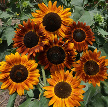 Earthwalker Sunflower Helianthus Tall Sunset Shades Sun Flower Fresh Seeds USA - $14.95