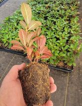 1 live plant Wild Ginger Rhododendron - Starter Plant ( XL ) - $28.78