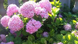 75 Seeds Packet Hydrangea Seeds - Fragrant Style 17 - $11.98