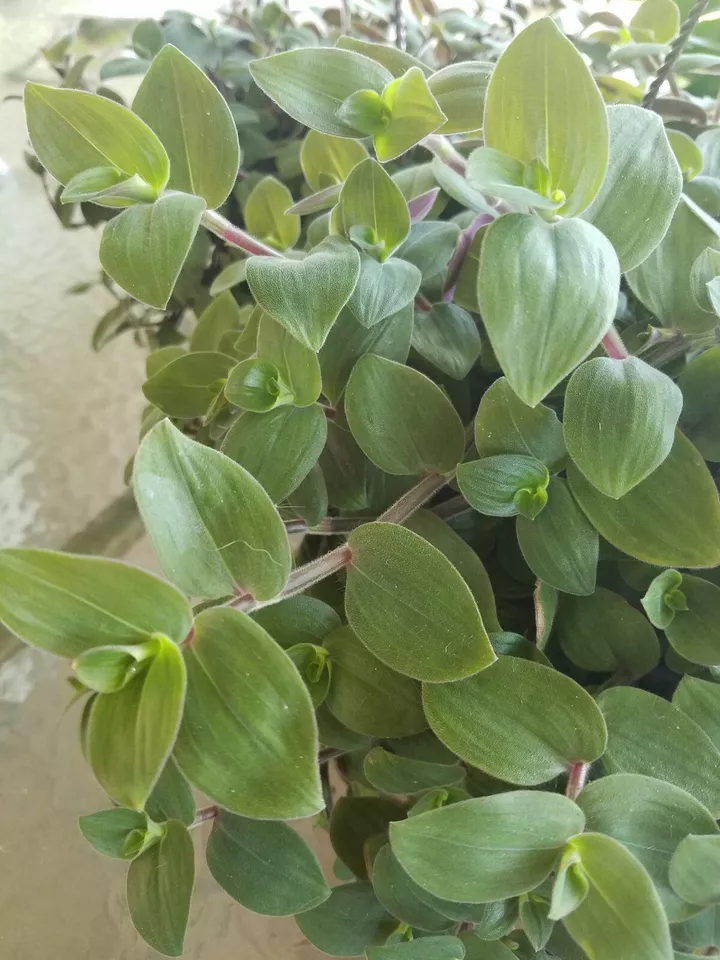 Baby Bunny Bellies Tradescantia Wandering Jew Basket House Plant - Speed... - $23.27 CAD