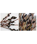 BLACK Pussy Willow Salix gracilistyla &#39;Melanostachys&#39; - $139.49 CAD
