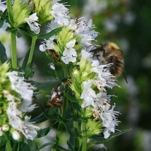 40 Hyssopus Officinalis White Seeds Aromatic Prennial Herb Flower - £14.35 GBP