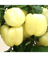 White Bell Pepper 30 Seeds - $9.80