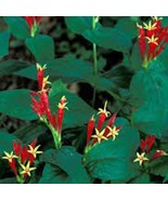 New Fresh 3 Indian Pinkroot Bare Root Plant Spigelia Marilandica Wildflo... - $27.36 CAD