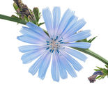 Chicory Seeds Blue Dandelion Perennial Medicinal Herb &amp; Coffee Sub 1000+... - $3.99