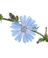 Chicory Seeds Blue Dandelion Perennial Medicinal Herb &amp; Coffee Sub 1000+... - £3.16 GBP