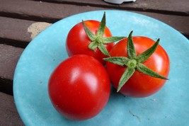 Mallorca - a winter tomato from Spain that is also a perfect salad tomato - $8.34 CAD
