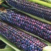 HT Corn Hopi Ornamental Indian Corn 18 Seeds Groco Garden Seeds - $186.58 MXN
