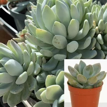 Echeveria Gray Red Plant Hen And Chicks 4Inches PotMature Plants Live Pl... - $28.99