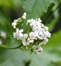 200 White Glade Mallow Napaea Dioica Flower Seeds From US  - £6.59 GBP