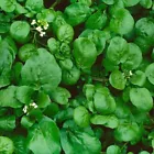 1500 Watercress Cress Seeds | NON-GMO | Heirloom | Fresh Garden Seeds - $8.00