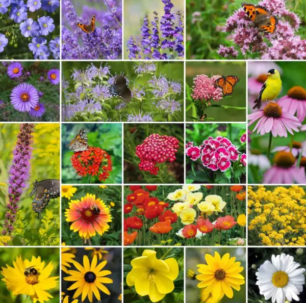 Perennial Pollinator Mix 20 Varieties Summer - Fall Flowers Non-Gmo 500+... - $8.96