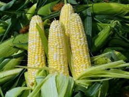 Corn, BI-COLOR, Butter N Sugar , Heirloom, Organic, Non Gmo, 100+ Seeds, - £5.54 GBP