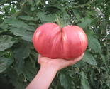 120 Seeds German Giant Tomato Seeds NonGmo Heirloom Organic HugeFresh Fa... - $8.99