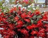 Red Christmas Cactus Flowering Trees Flowers Planting Garden 25 Seeds - £4.77 GBP