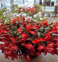 Red Christmas Cactus Flowering Trees Flowers Planting Garden 25 Seeds - £4.78 GBP