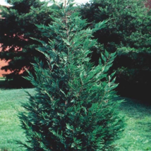 25 Leyland Cypress trees 2.5" pot image 1